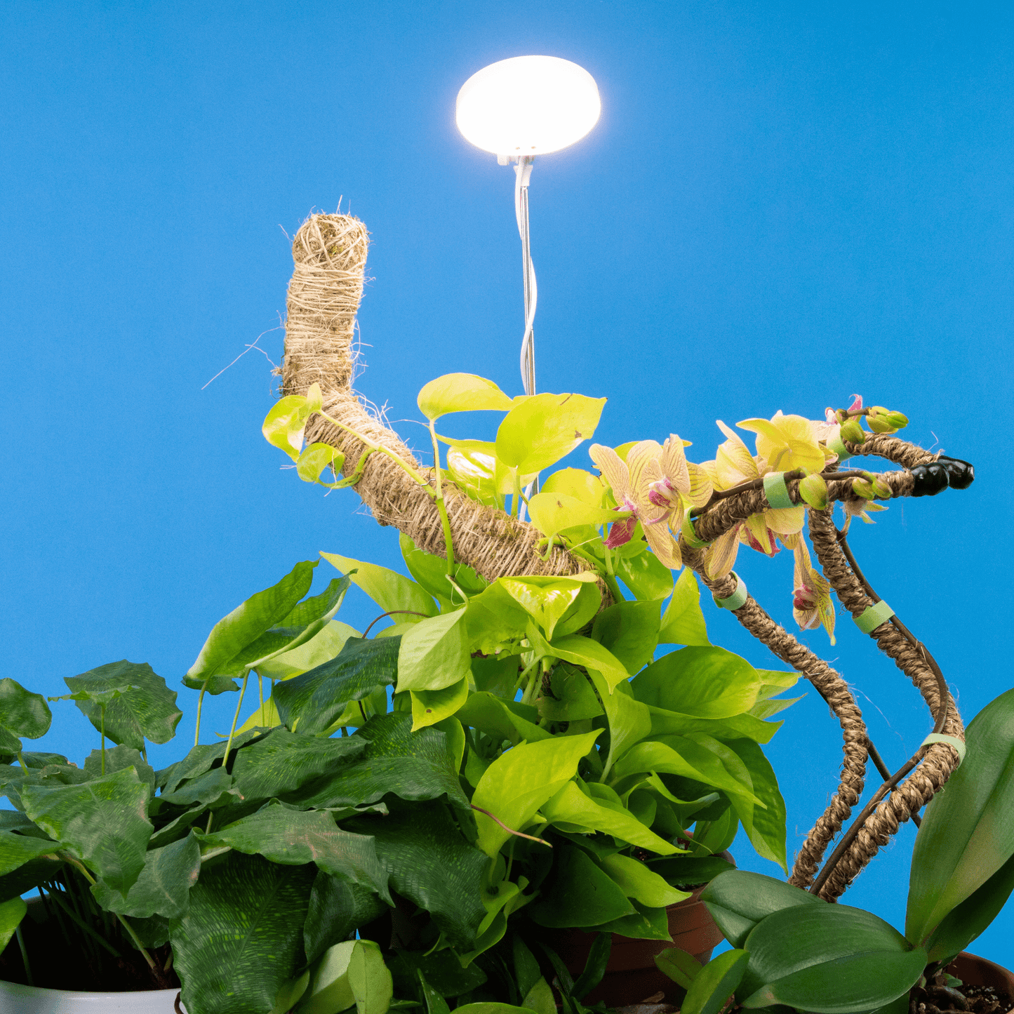 Adjustable LED Grow Light by Mossify - The Plant Lady SF