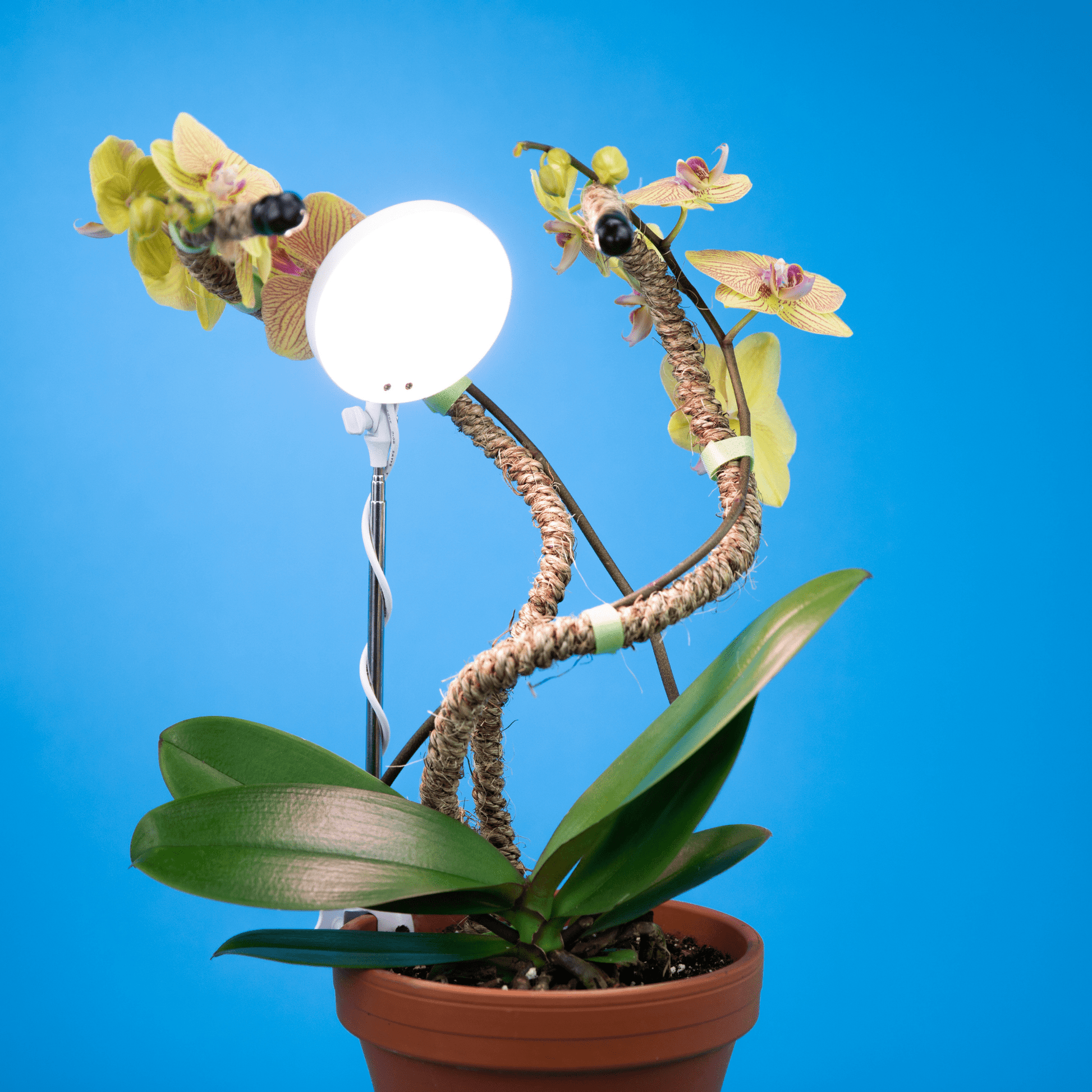 white grow light for plants Adjustable LED Grow Light by Mossify – The Plant Lady SF