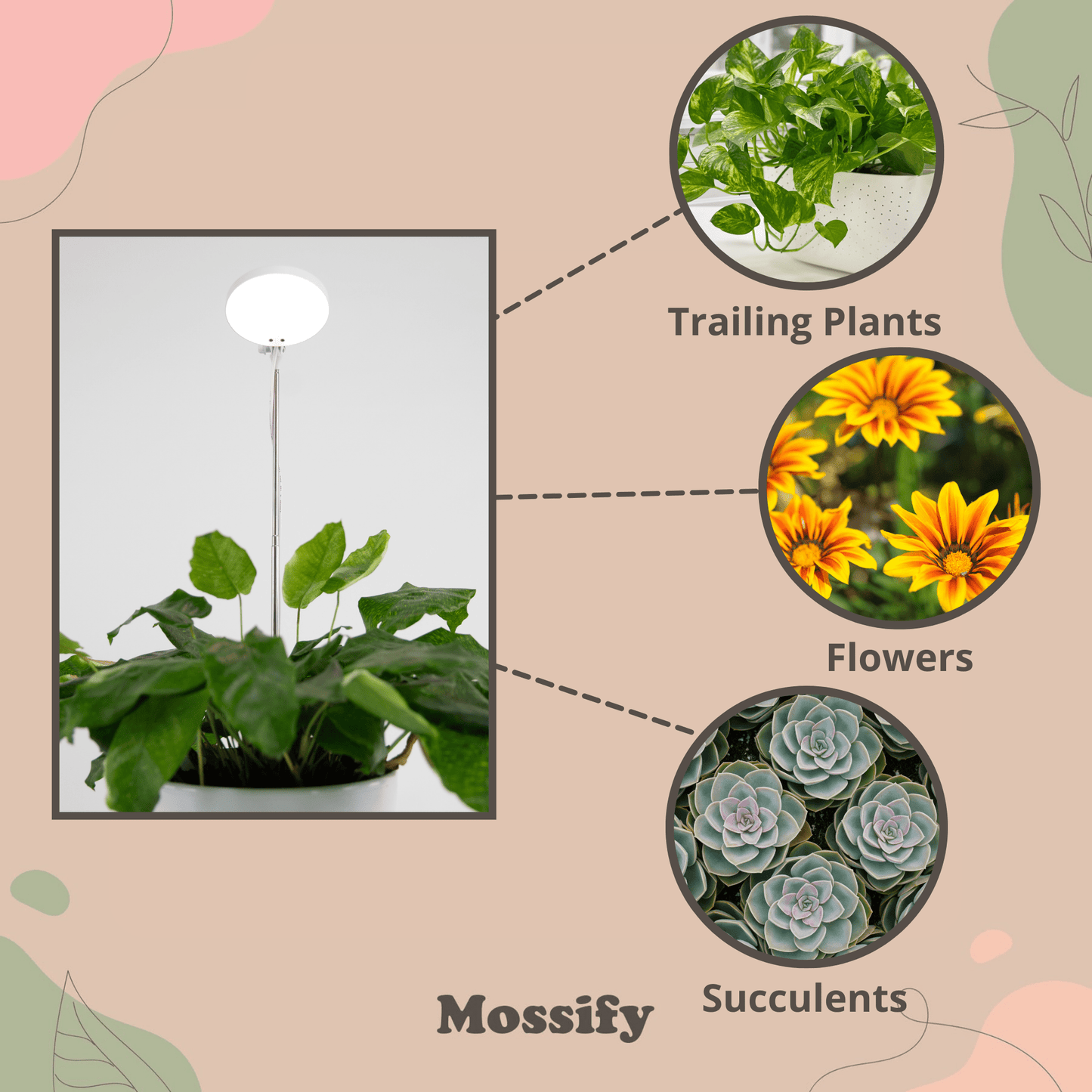Adjustable LED Grow Light by Mossify - The Plant Lady SF