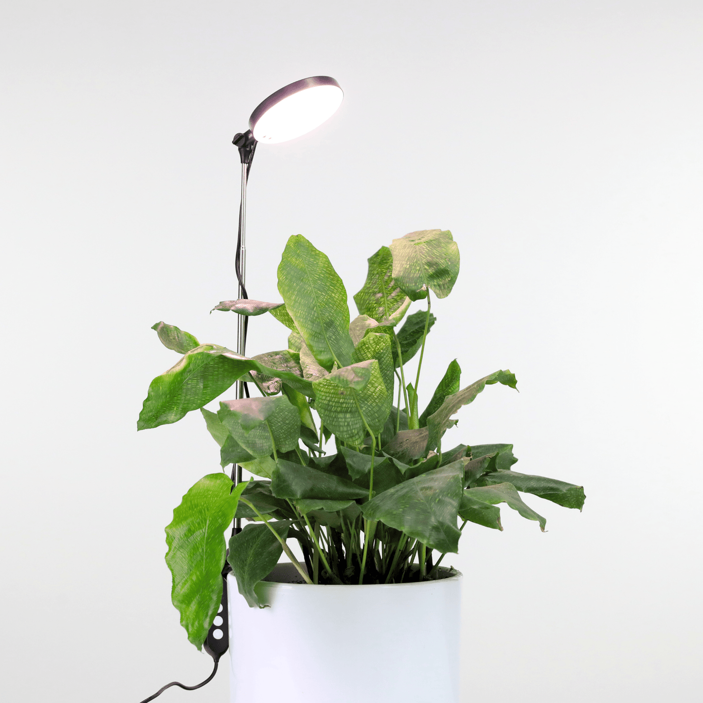 Adjustable LED Grow Light by Mossify - The Plant Lady SF