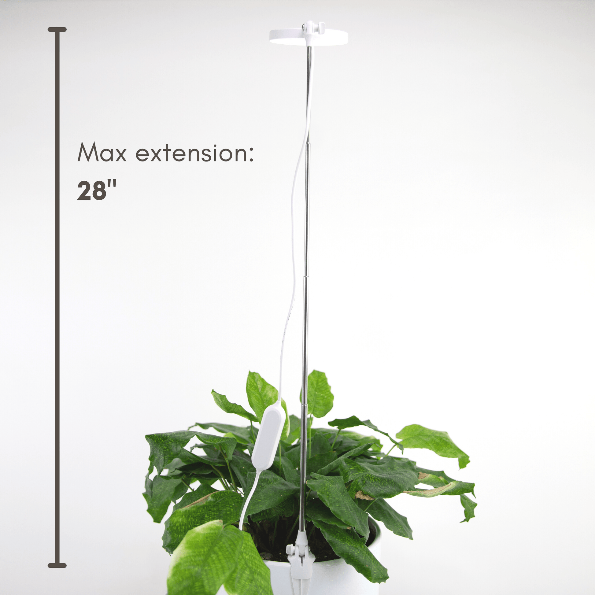 Adjustable LED Grow Light by Mossify - The Plant Lady SF