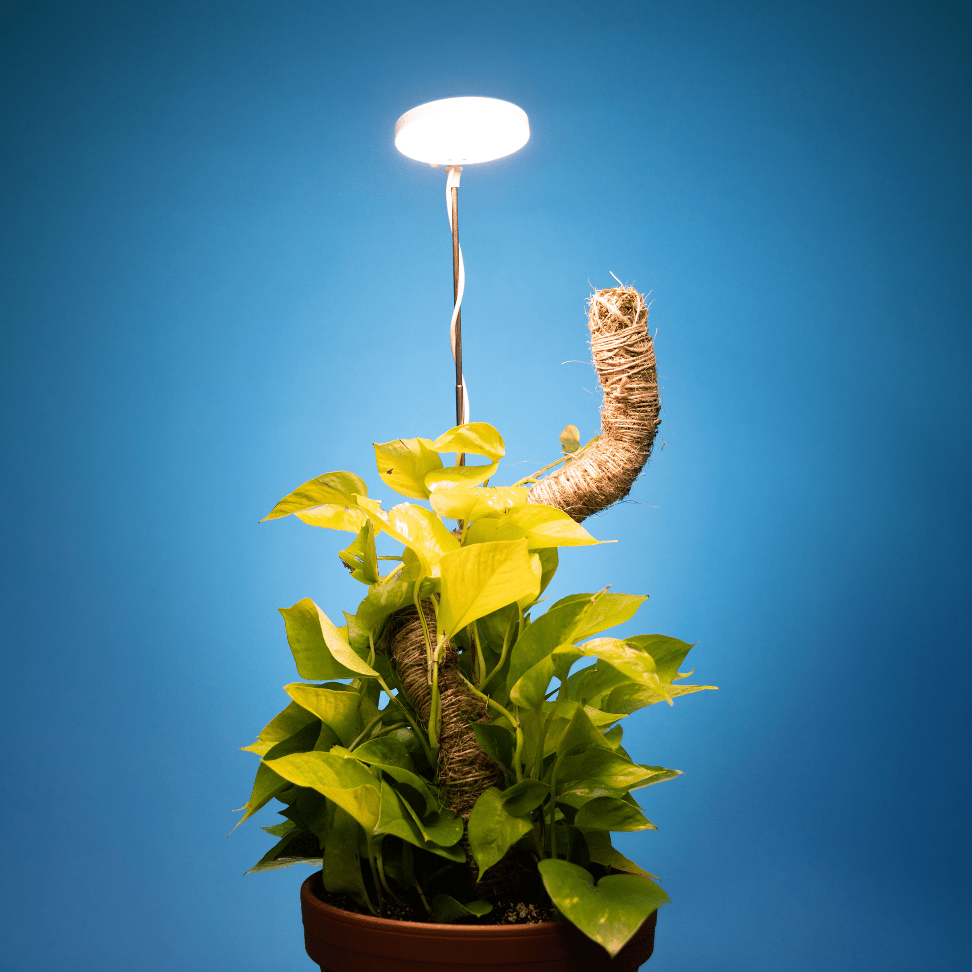 led grow lights for pot plants Adjustable LED Grow Light by Mossify – The Plant Lady SF