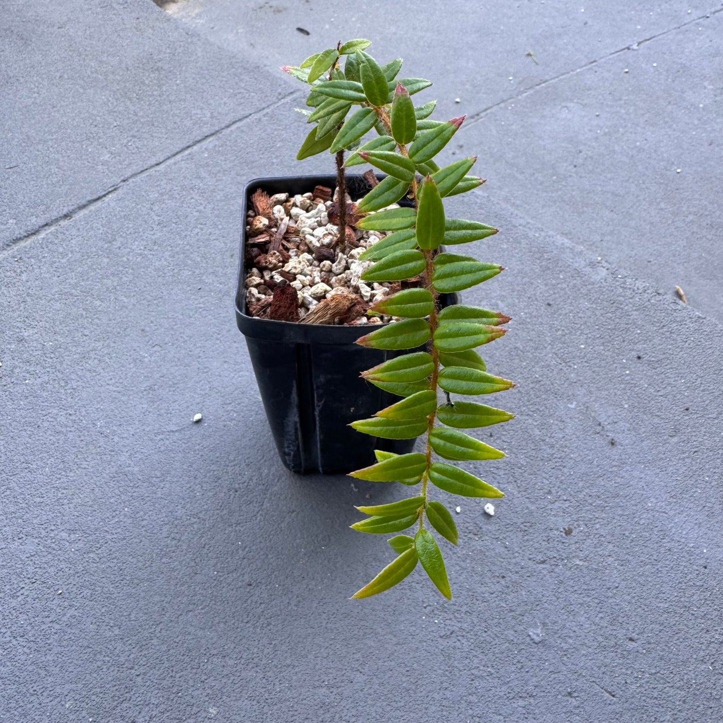 serpens succulent Agapate serpens – The Plant Lady SF