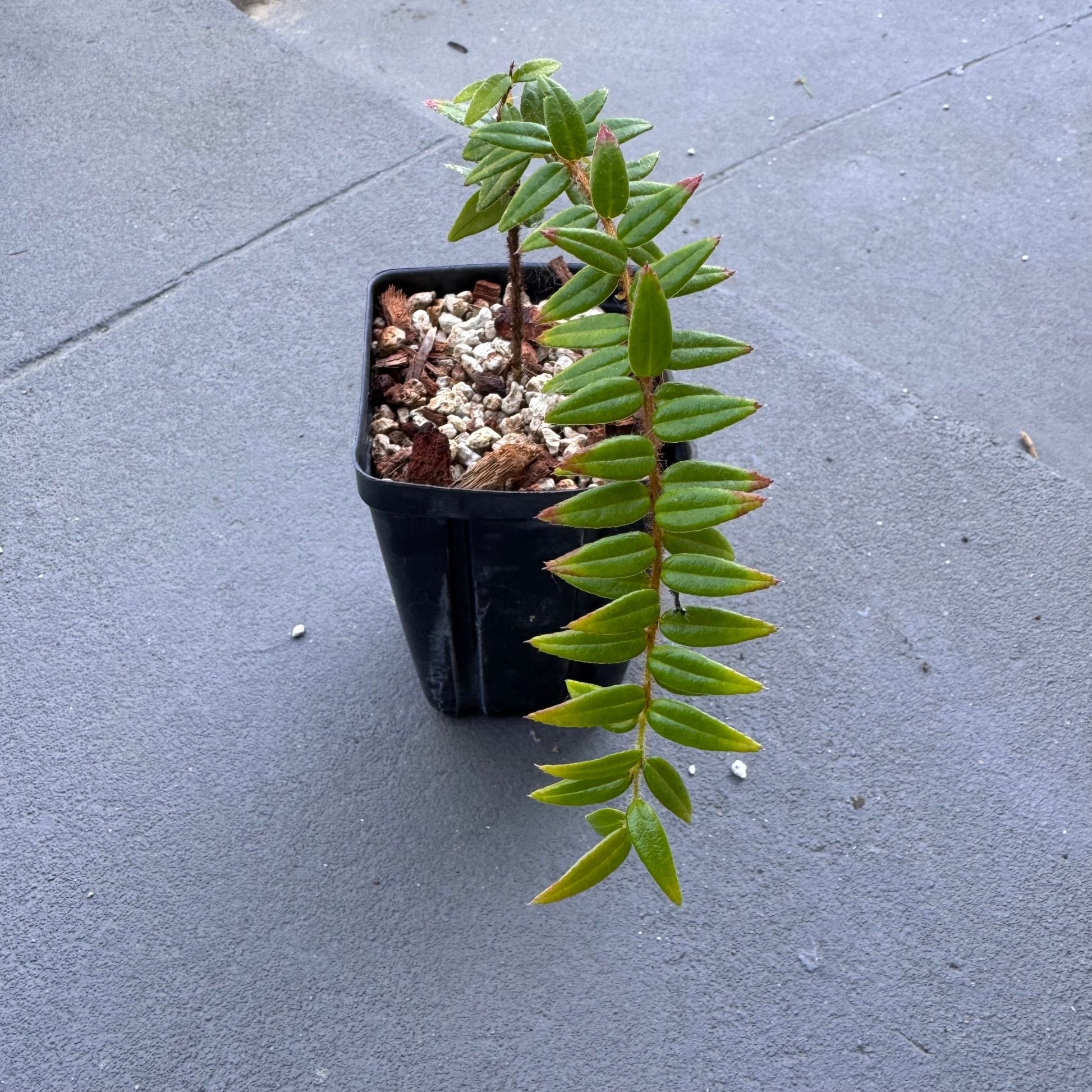 Agapate serpens - The Plant Lady SF