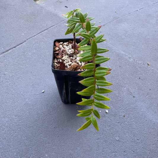 Agapate serpens - The Plant Lady SF