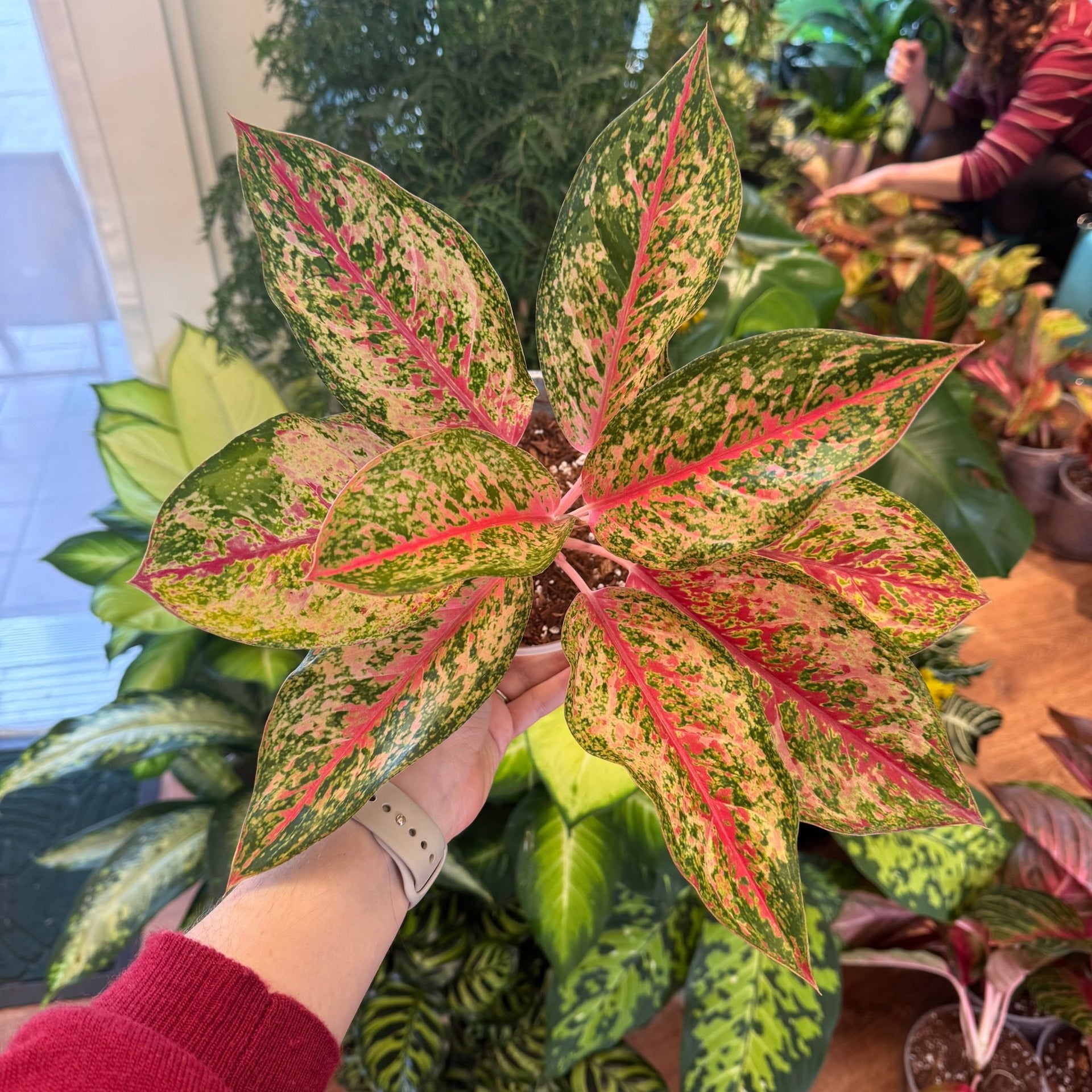 aglaonema full grown Aglaonema "20 Karat" – The Plant Lady SF