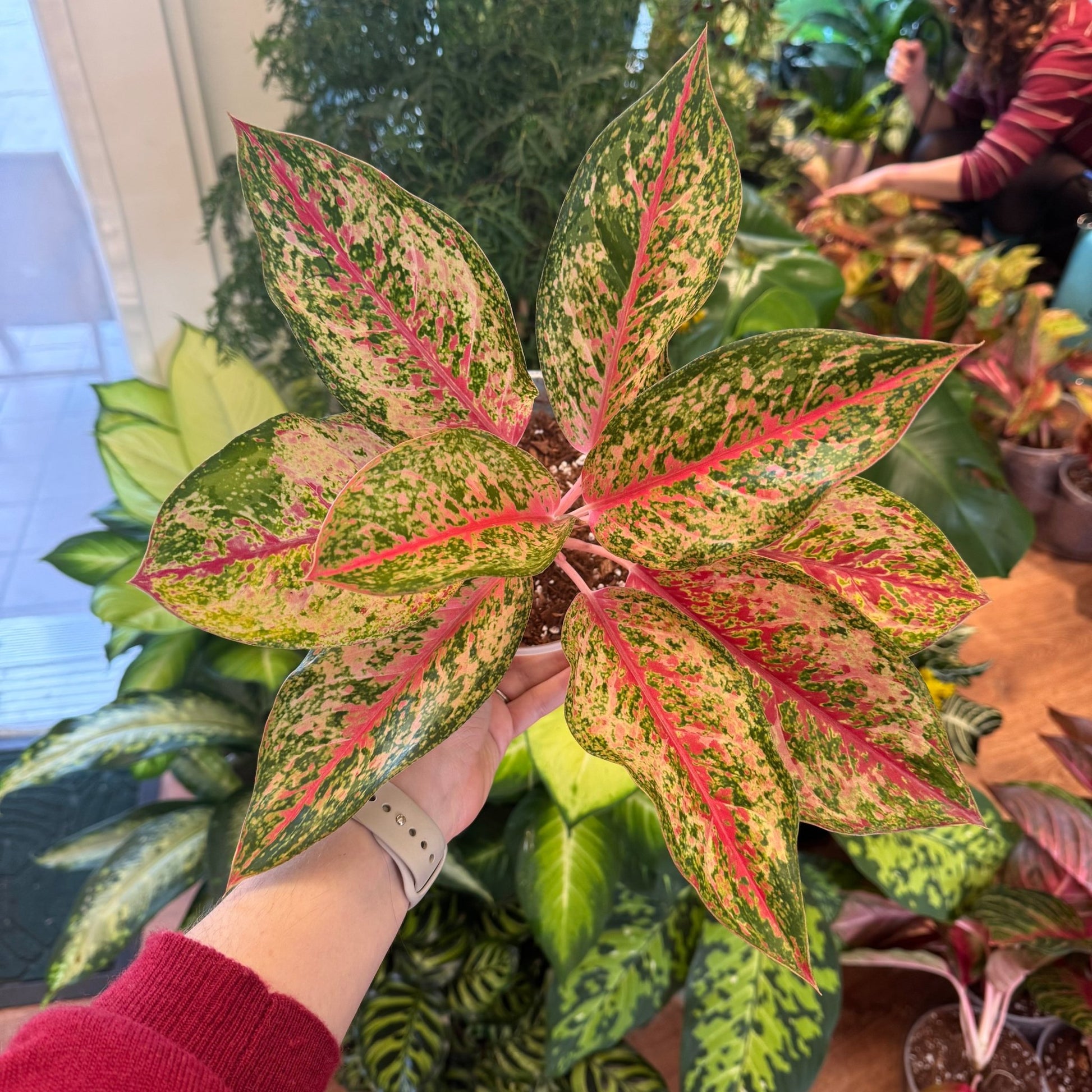 aglaonema orange Aglaonema "20 Karat"