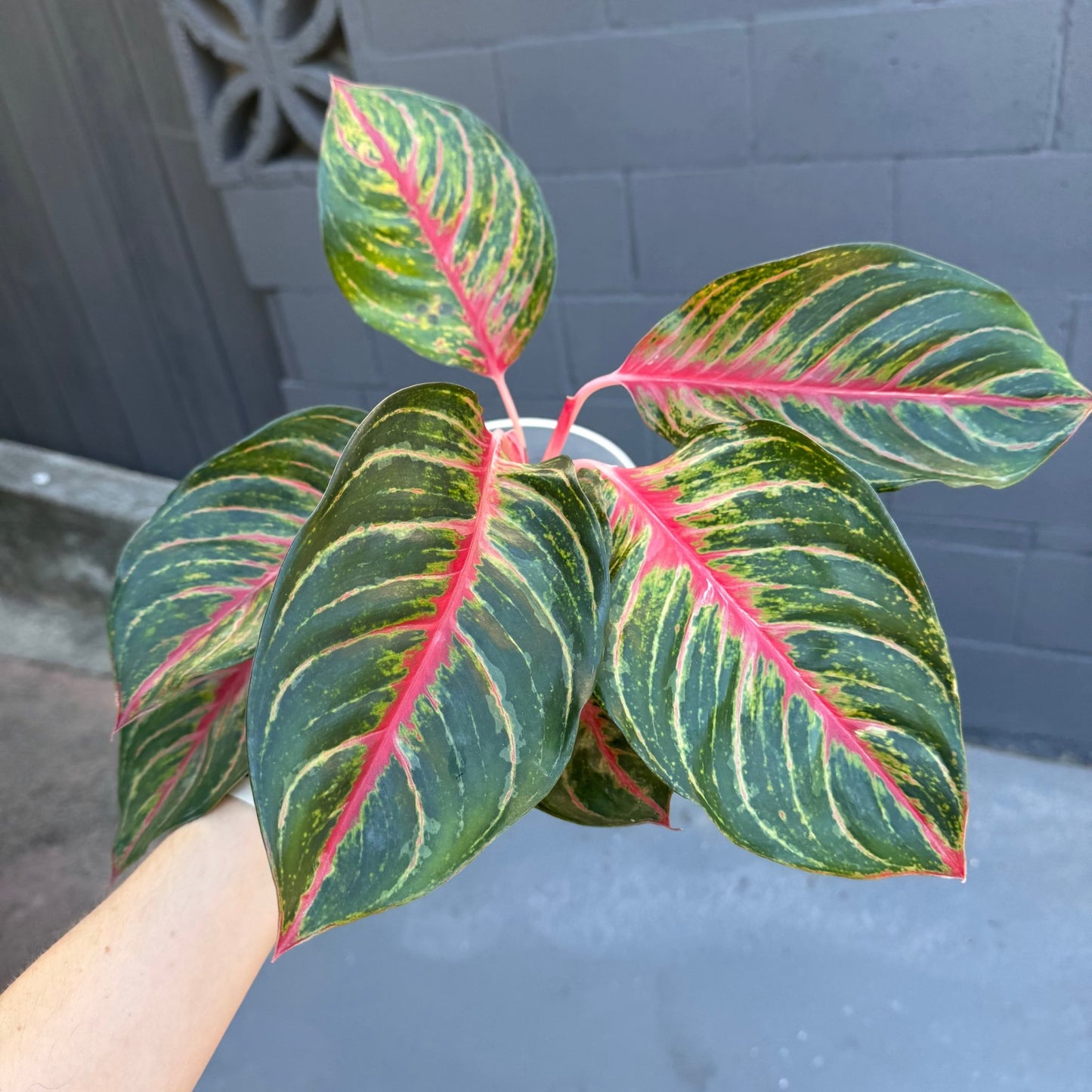 Aglaonema "Amnat Charoen" - The Plant Lady SF