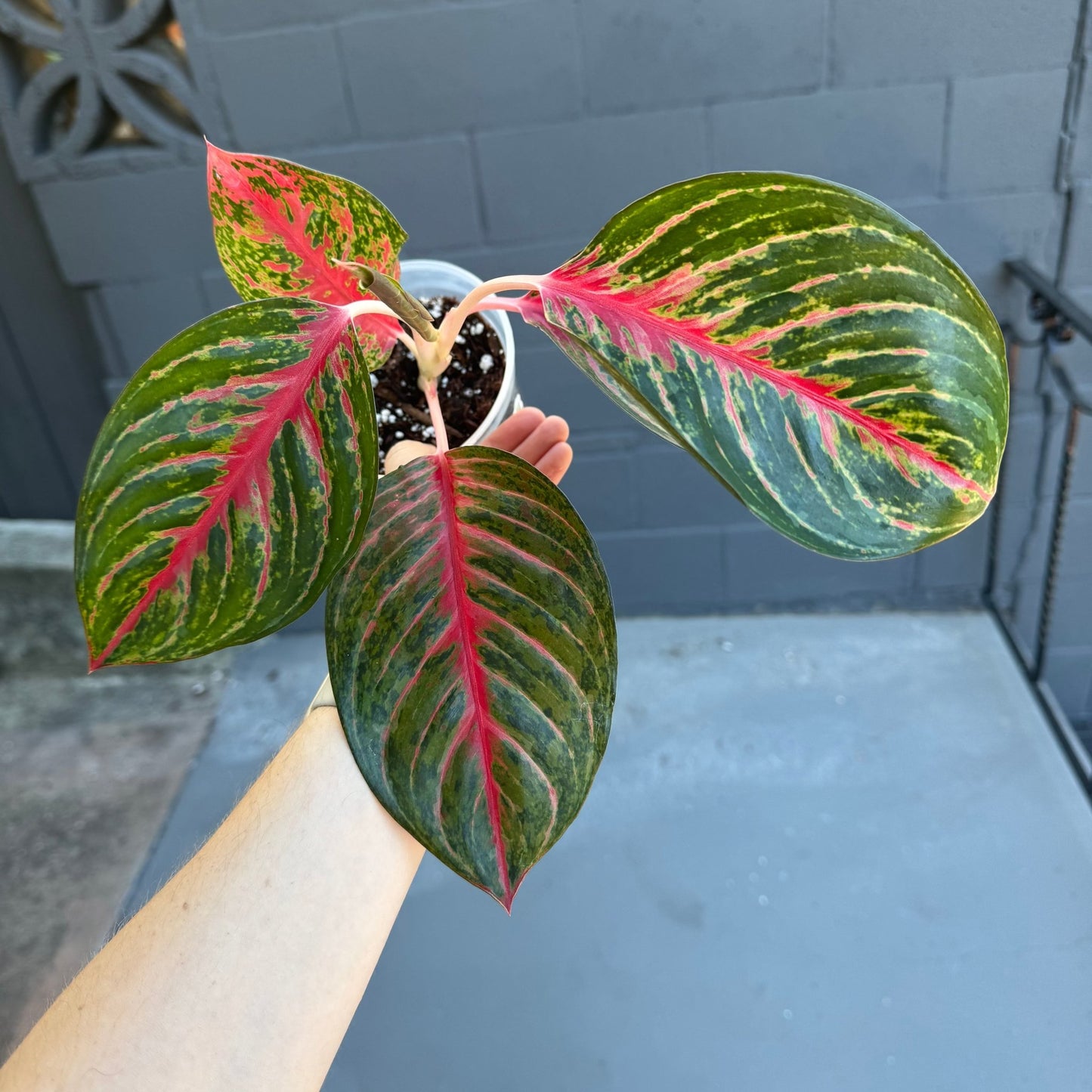 Aglaonema "Amnat Charoen" - The Plant Lady SF