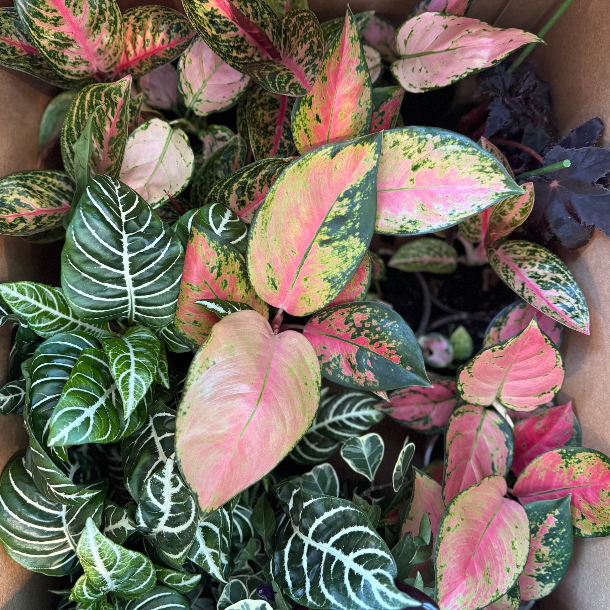 Aglaonema Assorted - The Plant Lady SF