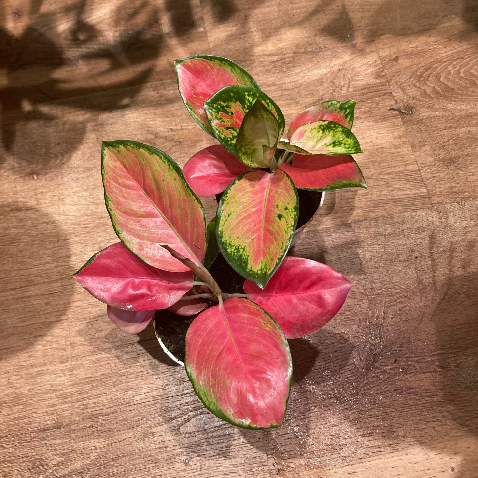Aglaonema 'China Red' - The Plant Lady SF