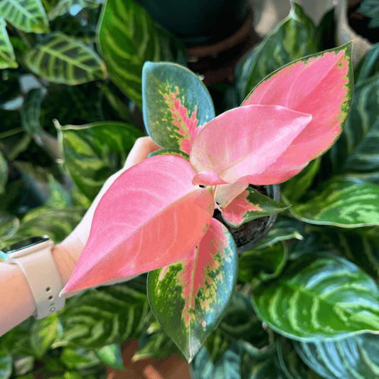 Aglaonema 'China Red' - The Plant Lady SF