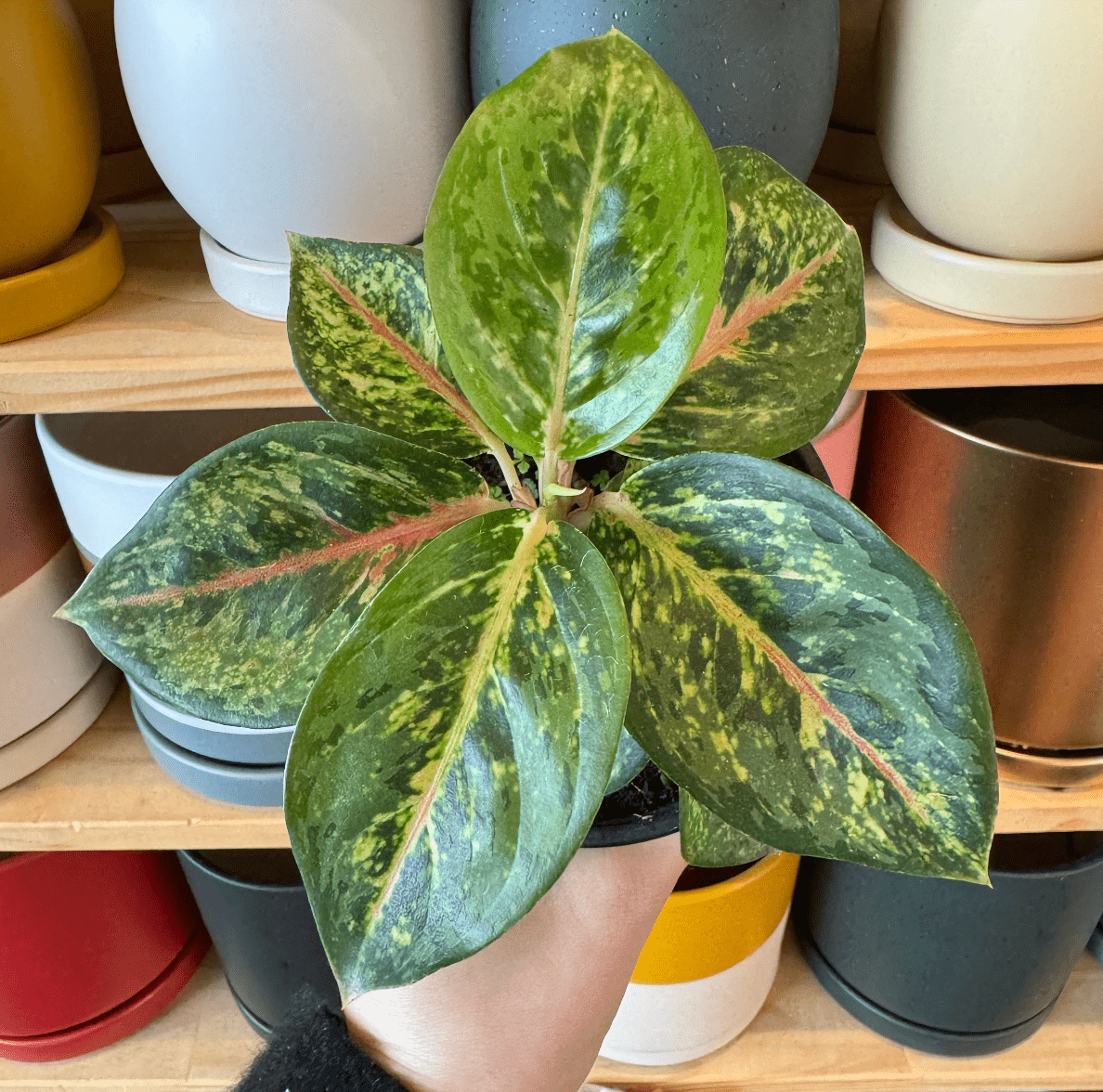 Aglaonema 'Garnet Coltrane' - The Plant Lady SF