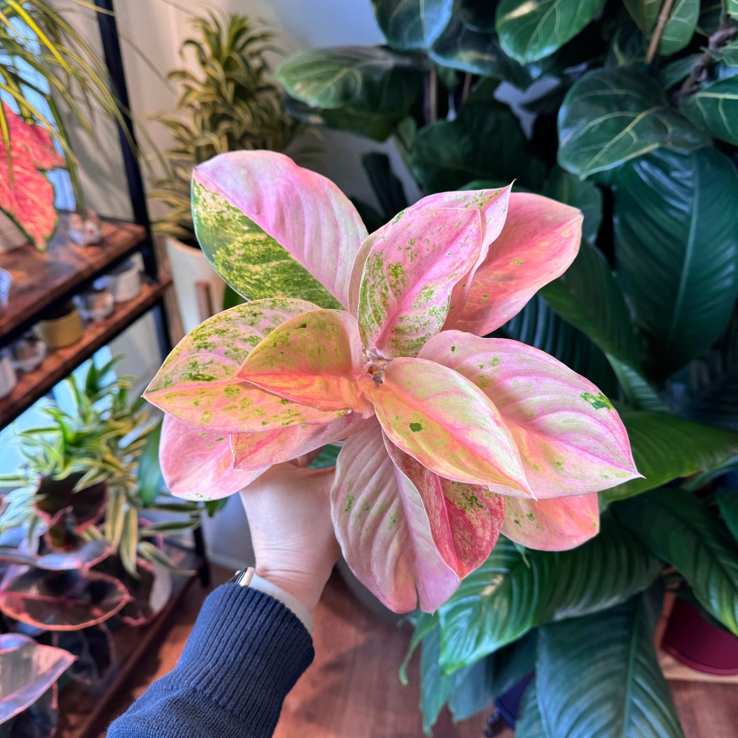 Aglaonema "Kamraithong" - The Plant Lady SF