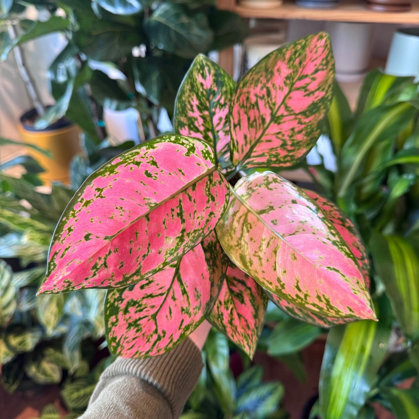 aglaonema flamingo pink Aglaonema 'Lady Valentine'