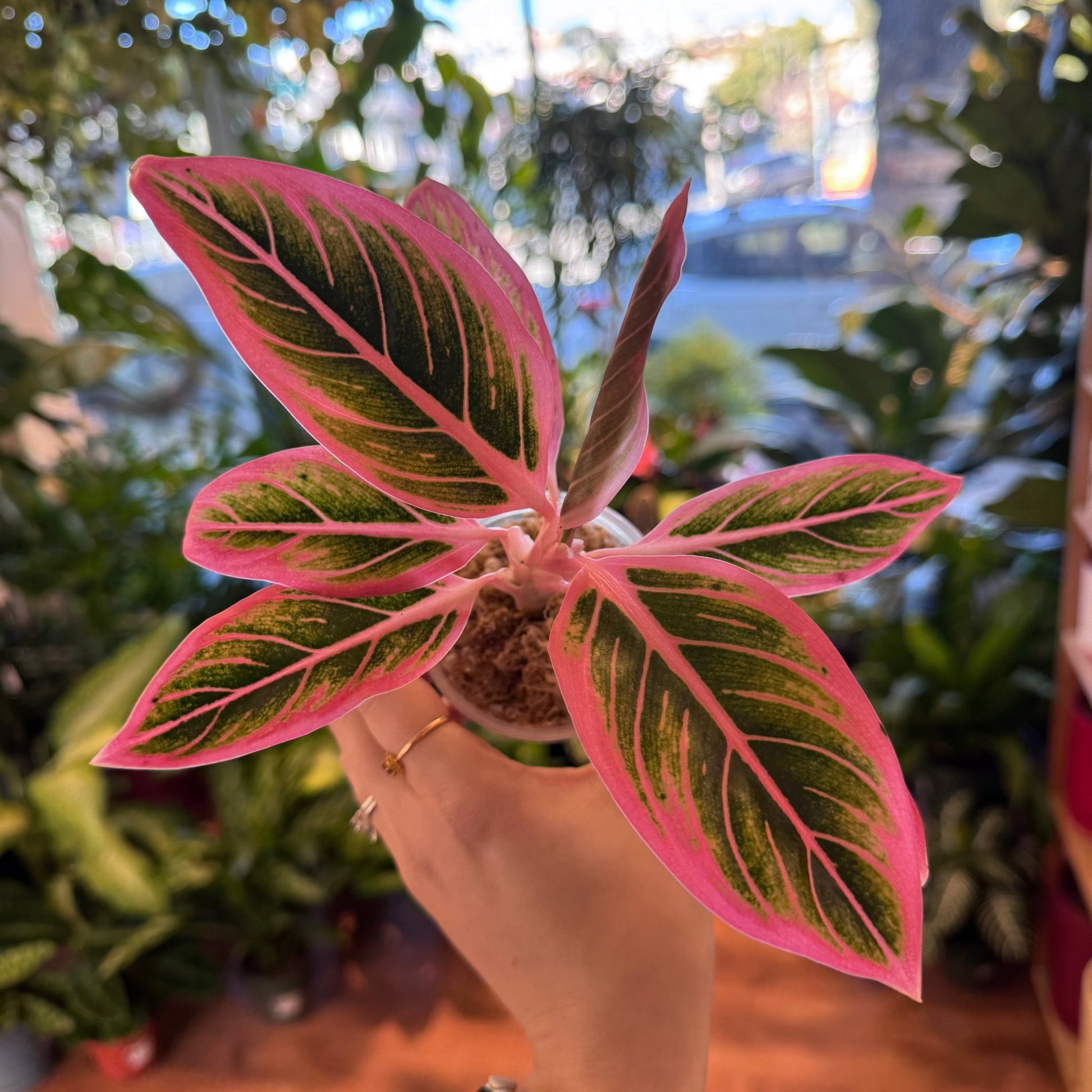 aglaonema lotus delight Aglaonema ‘Lotus Delight’
