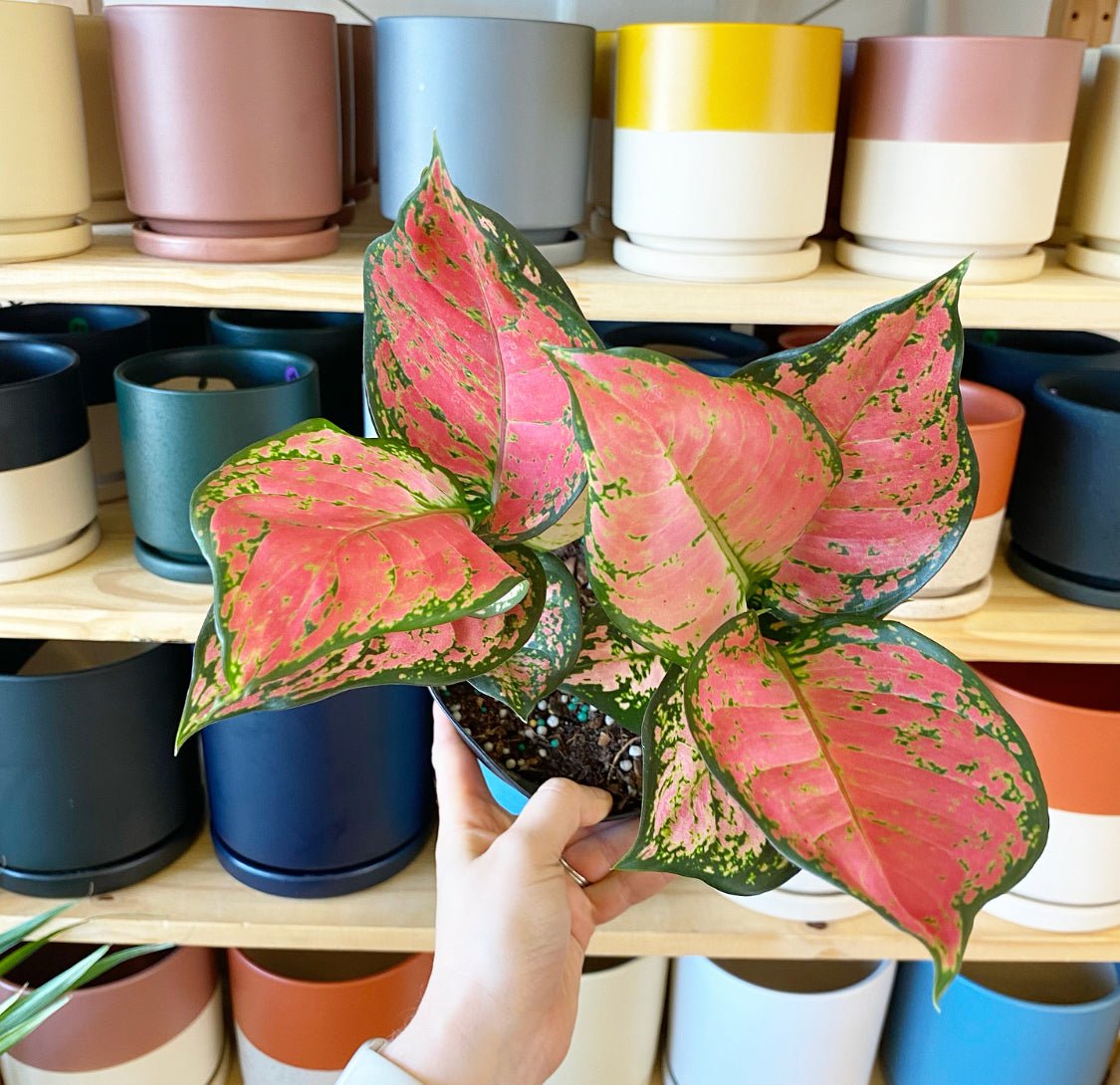 Aglaonema 'Lucky Red' - Thumbnail 2