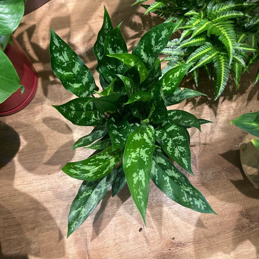 Aglaonema 'Maria' - The Plant Lady SF