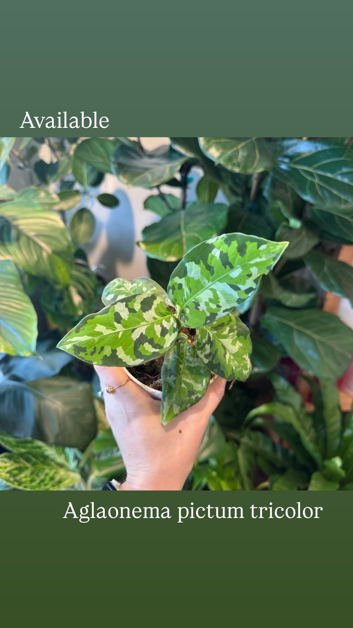 Aglaonema pictum 'Tricolor' - The Plant Lady SF