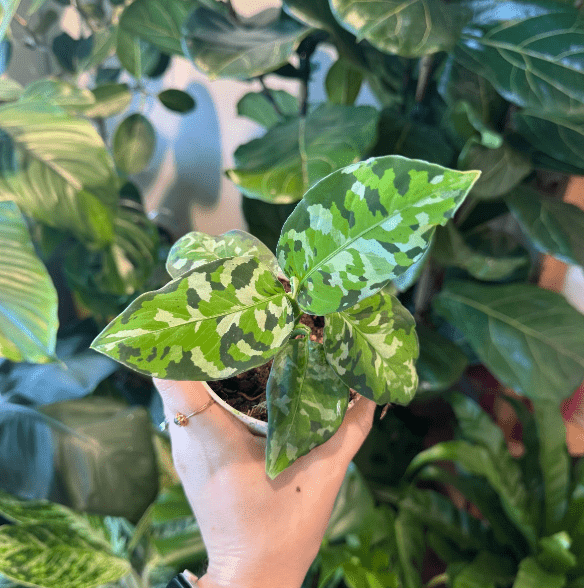 Aglaonema pictum 'Tricolor' - The Plant Lady SF