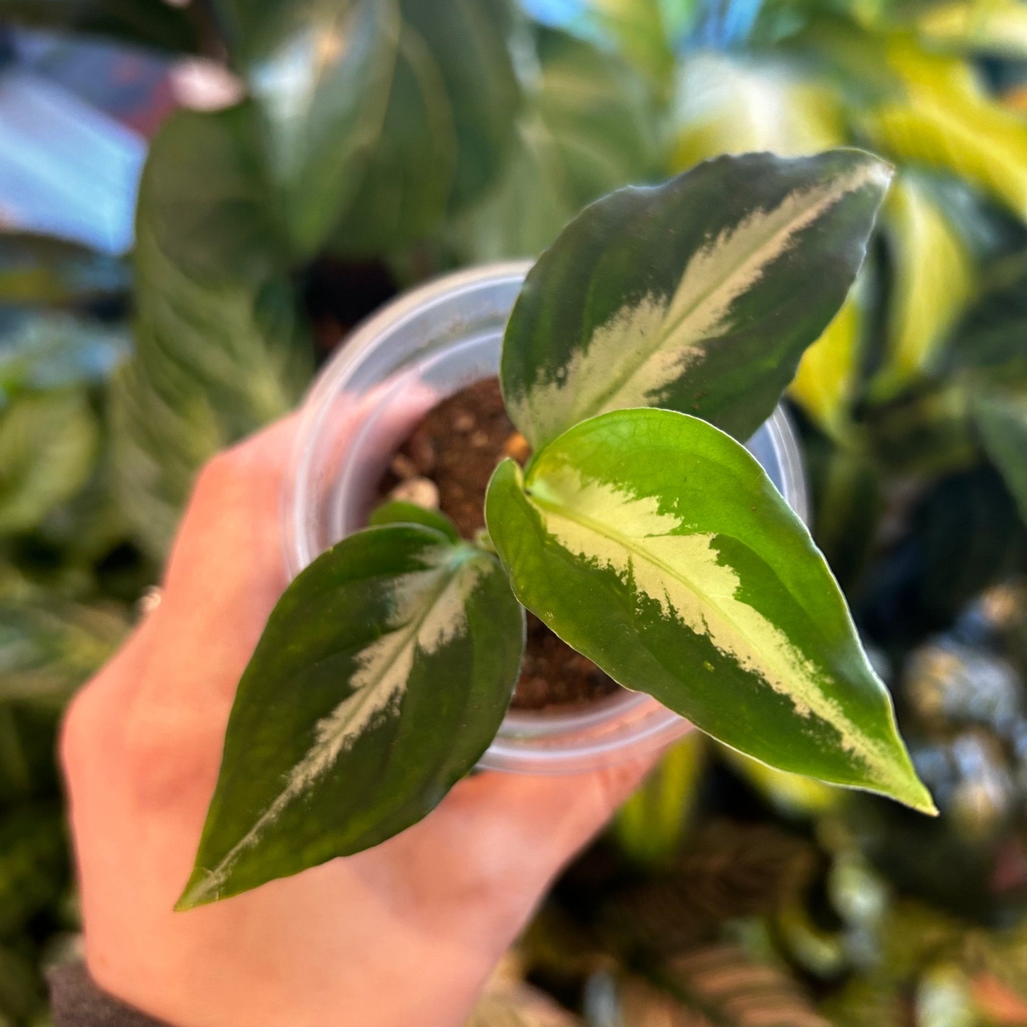 LA便　Aglaonema pictum tricolor LA1218-03b Aglaonema pictum 'Tricolor' – The Plant Lady SF