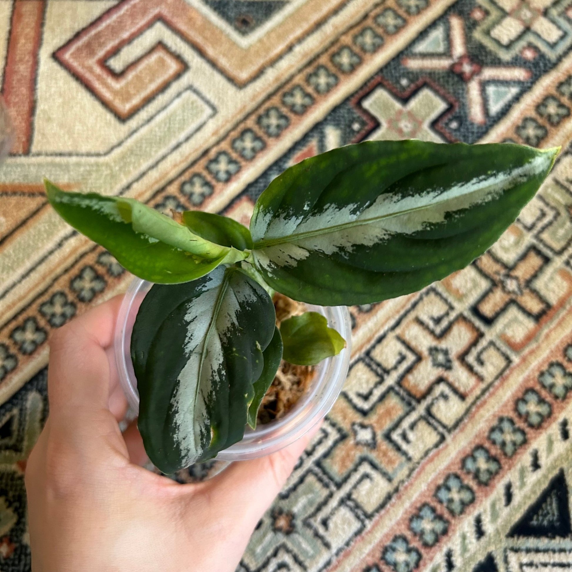 Aglaonema pictum 'Tricolor' - The Plant Lady SF
