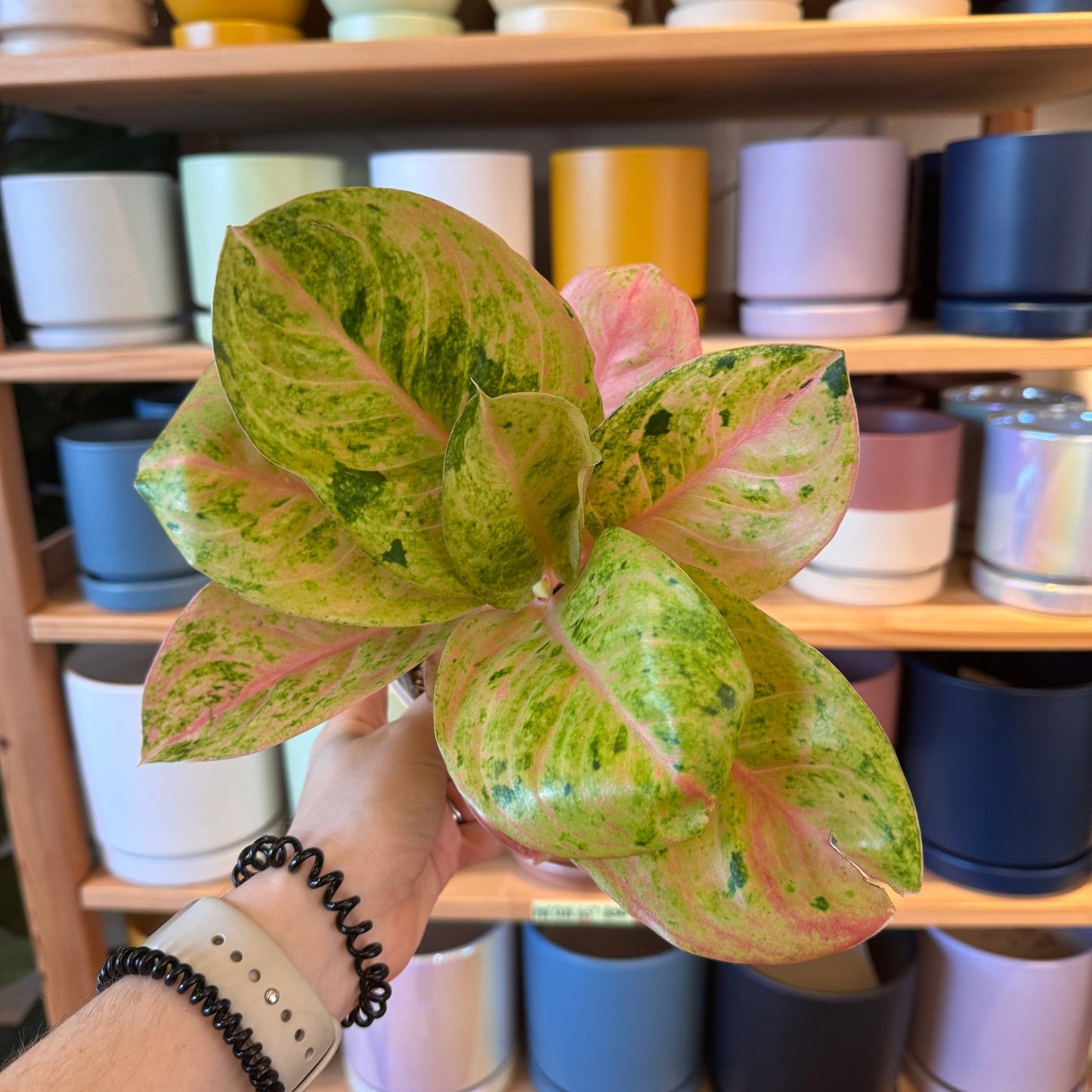 Aglaonema 'Pink Emerald' - The Plant Lady SF