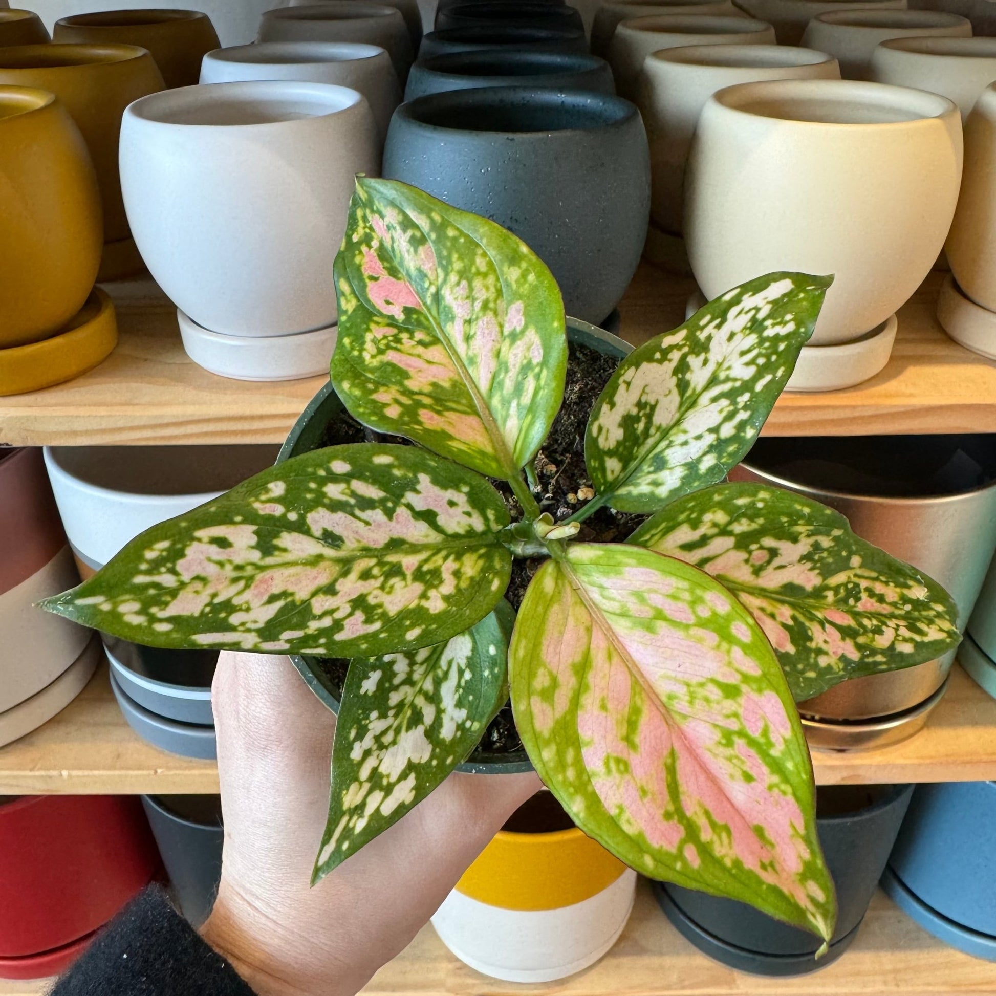 Aglaonema 'Wishes' - The Plant Lady SF