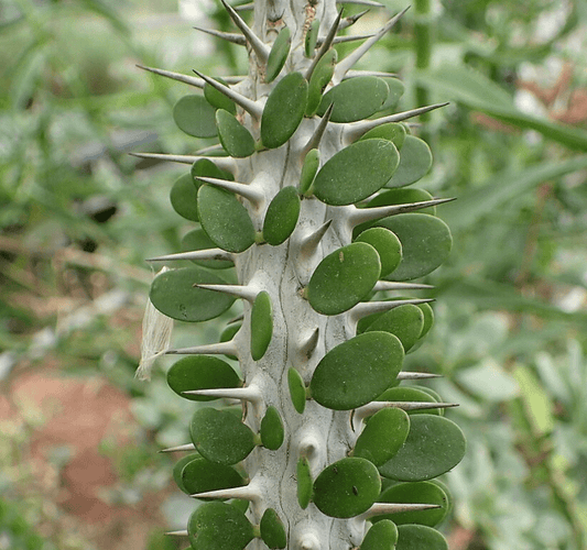 Alluaudia procera - The Plant Lady SF