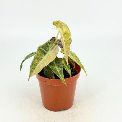 Alocasia amazonica 'Aurea Splash' - The Plant Lady SF