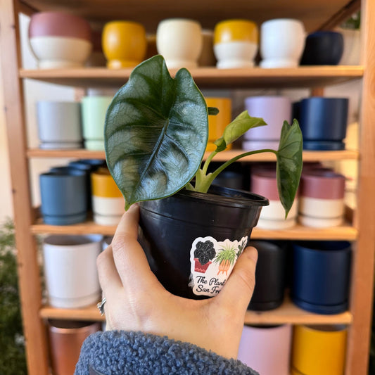 Alocasia badinga ‘Deweys Reversa’ - The Plant Lady SF