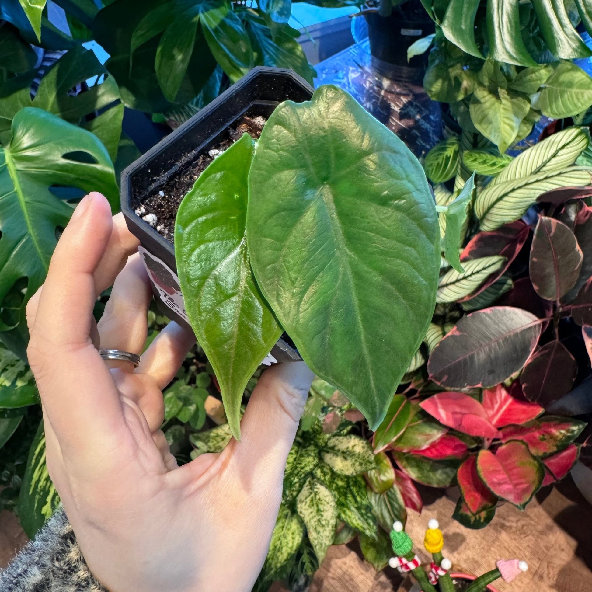 Alocasia “Green Dragon” - The Plant Lady SF