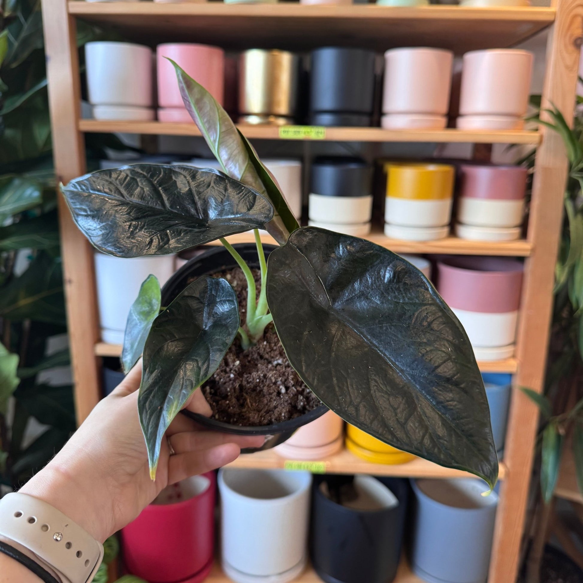 Alocasia 'Green Unicorn' - The Plant Lady SF