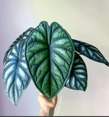 Alocasia 'Green Unicorn' - The Plant Lady SF