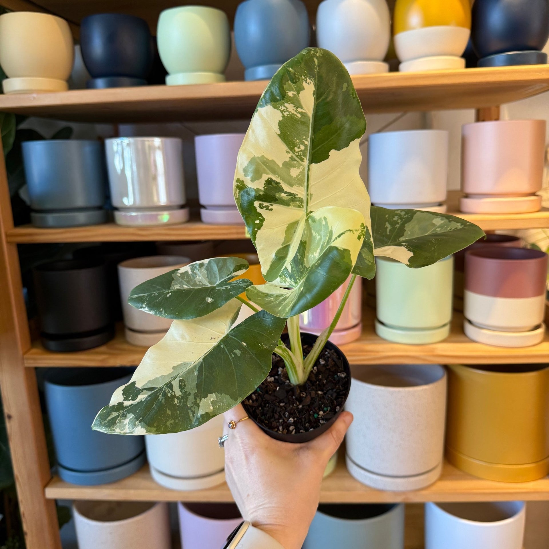 alocasia macrorrhiza variegata albo Alocasia macrorrhiza ‘Variegata Albo’
