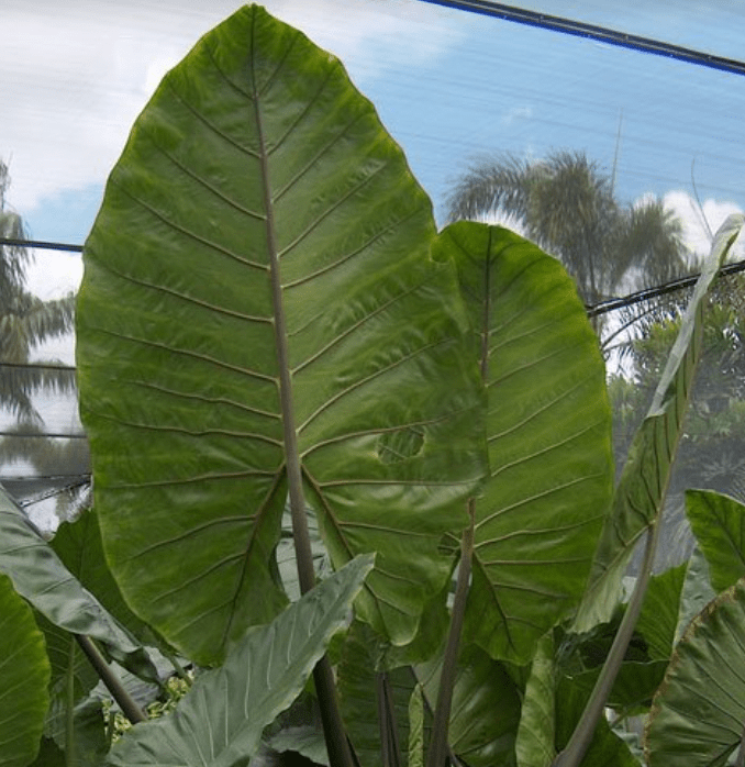 Alocasia macrorrhizos 'Black Stem' - The Plant Lady SF