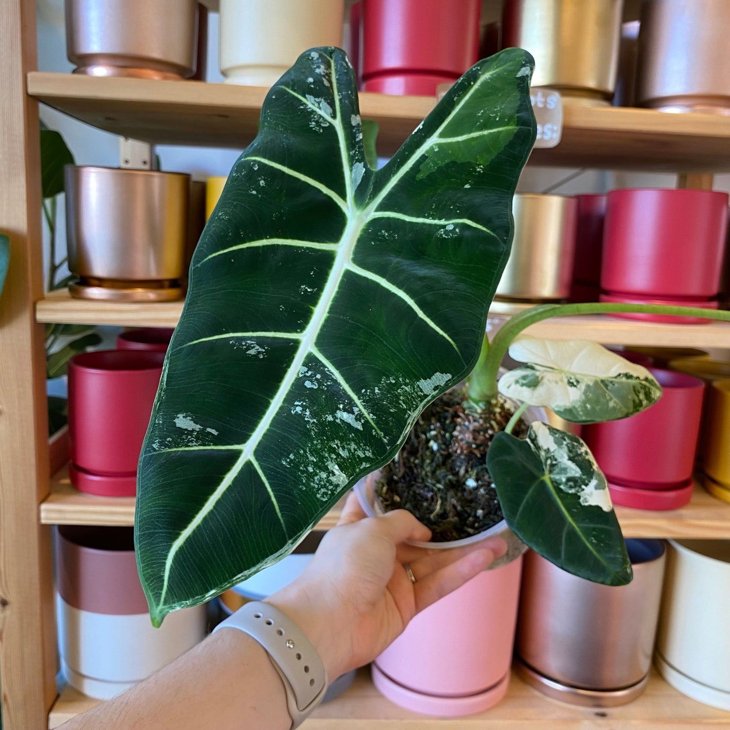 Alocasia micholitziana ‘Frydek’ variegata - The Plant Lady SF