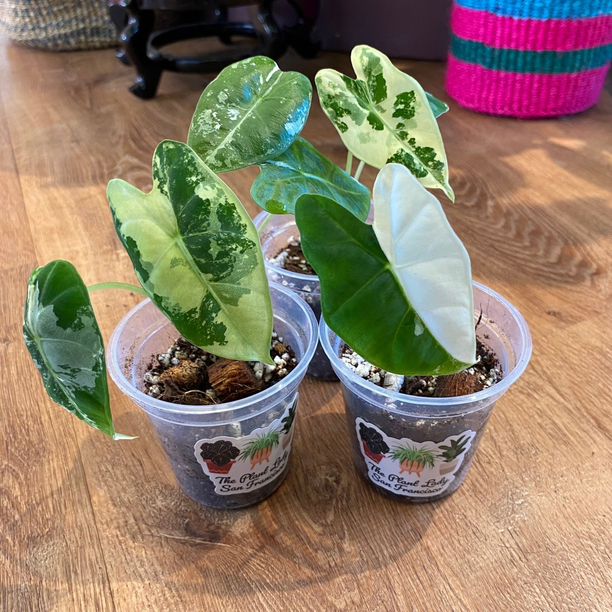 Alocasia micholitziana ‘Frydek’ variegata - The Plant Lady SF