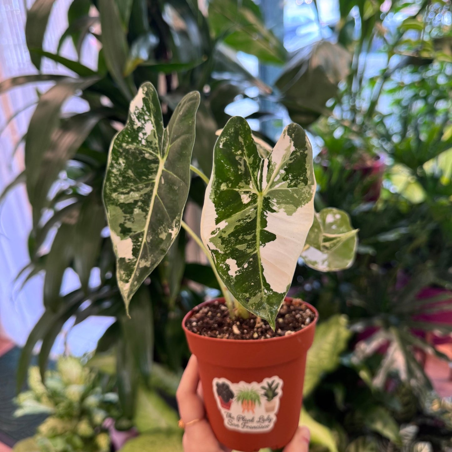 Alocasia micholitziana ‘Frydek’ variegata - The Plant Lady SF