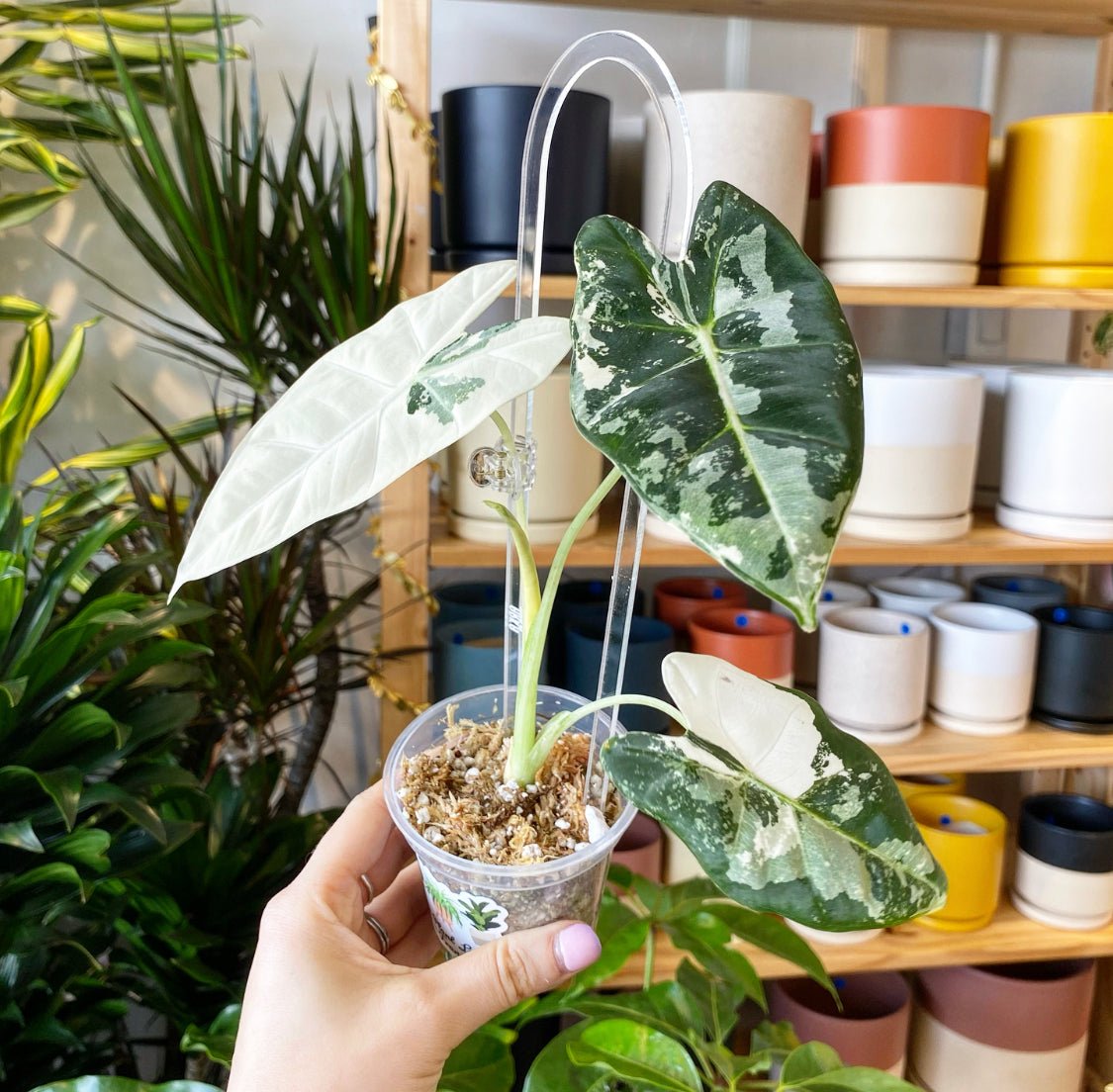 Alocasia micholitziana ‘Frydek’ variegata - The Plant Lady SF