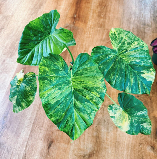 Alocasia odora 'Gageana' - The Plant Lady SF