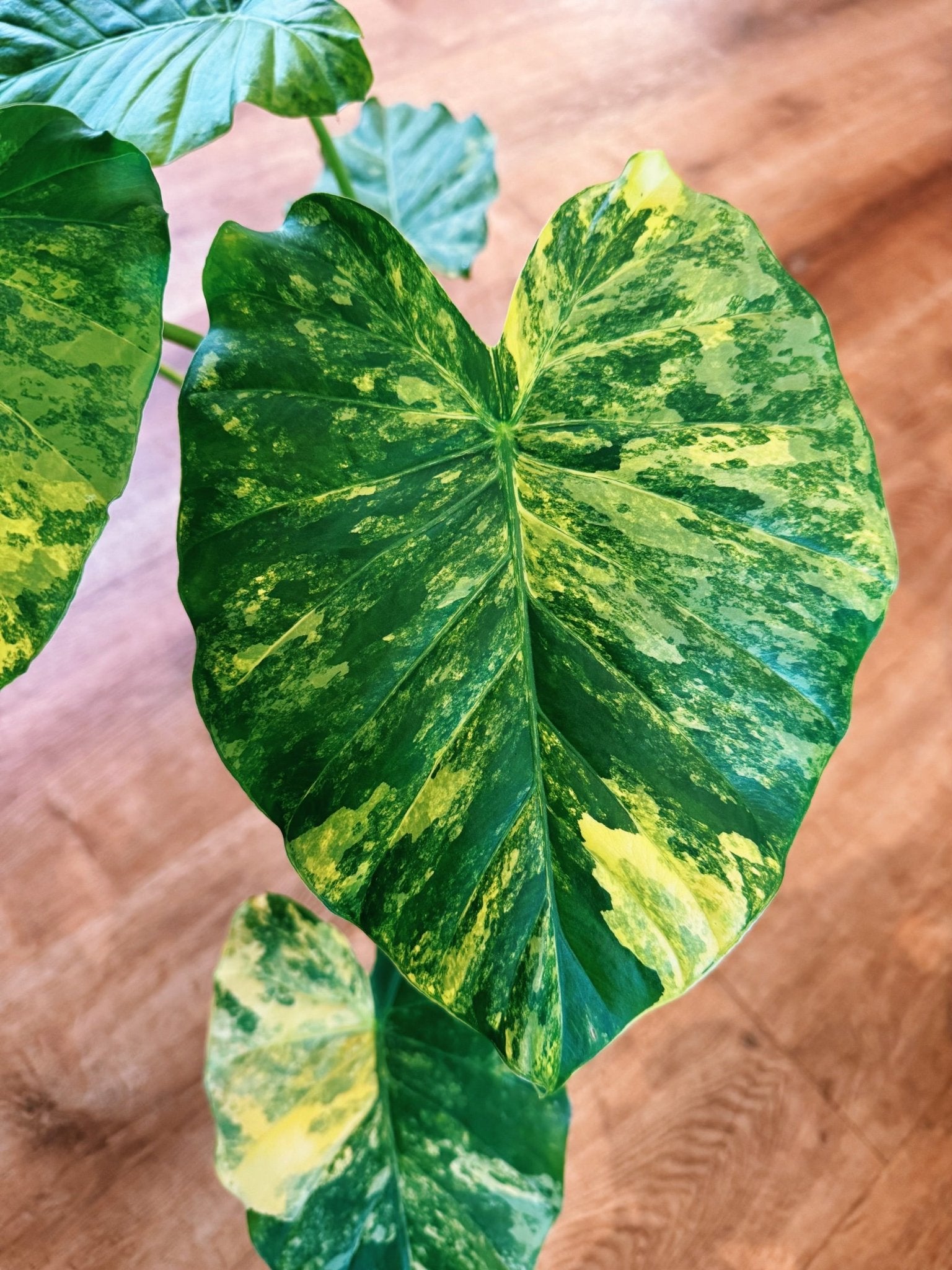 Alocasia gageana variegated – The Plant Lady SF