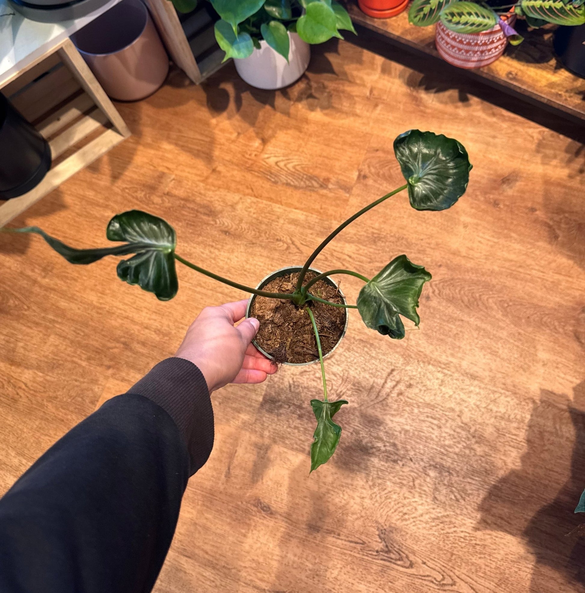 Alocasia 'Teletubbies' - The Plant Lady SF