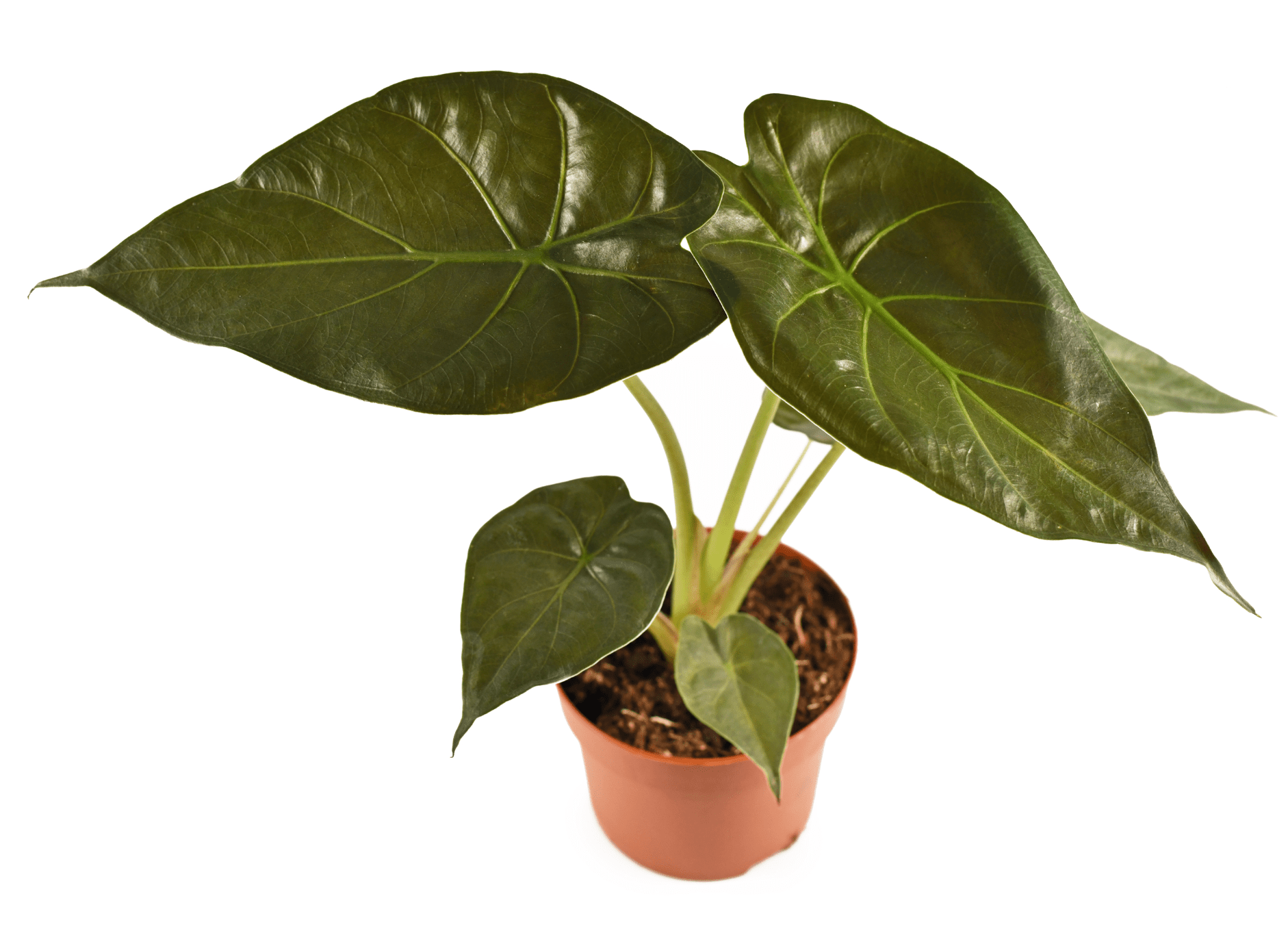 The Plant Lady SF Alocasia Wentii