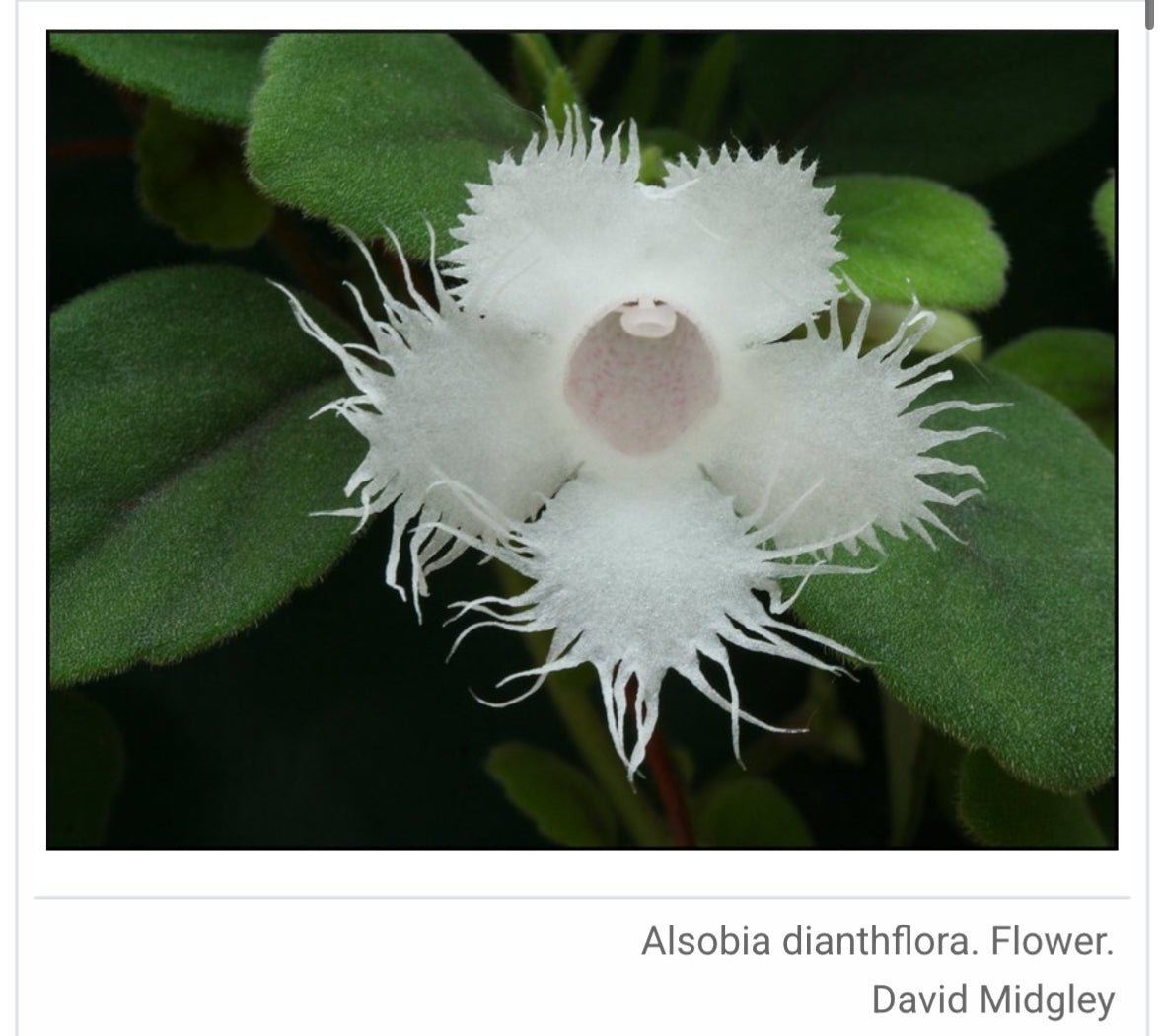 Alsobia dianthiflora (Lace Flower) - The Plant Lady SF