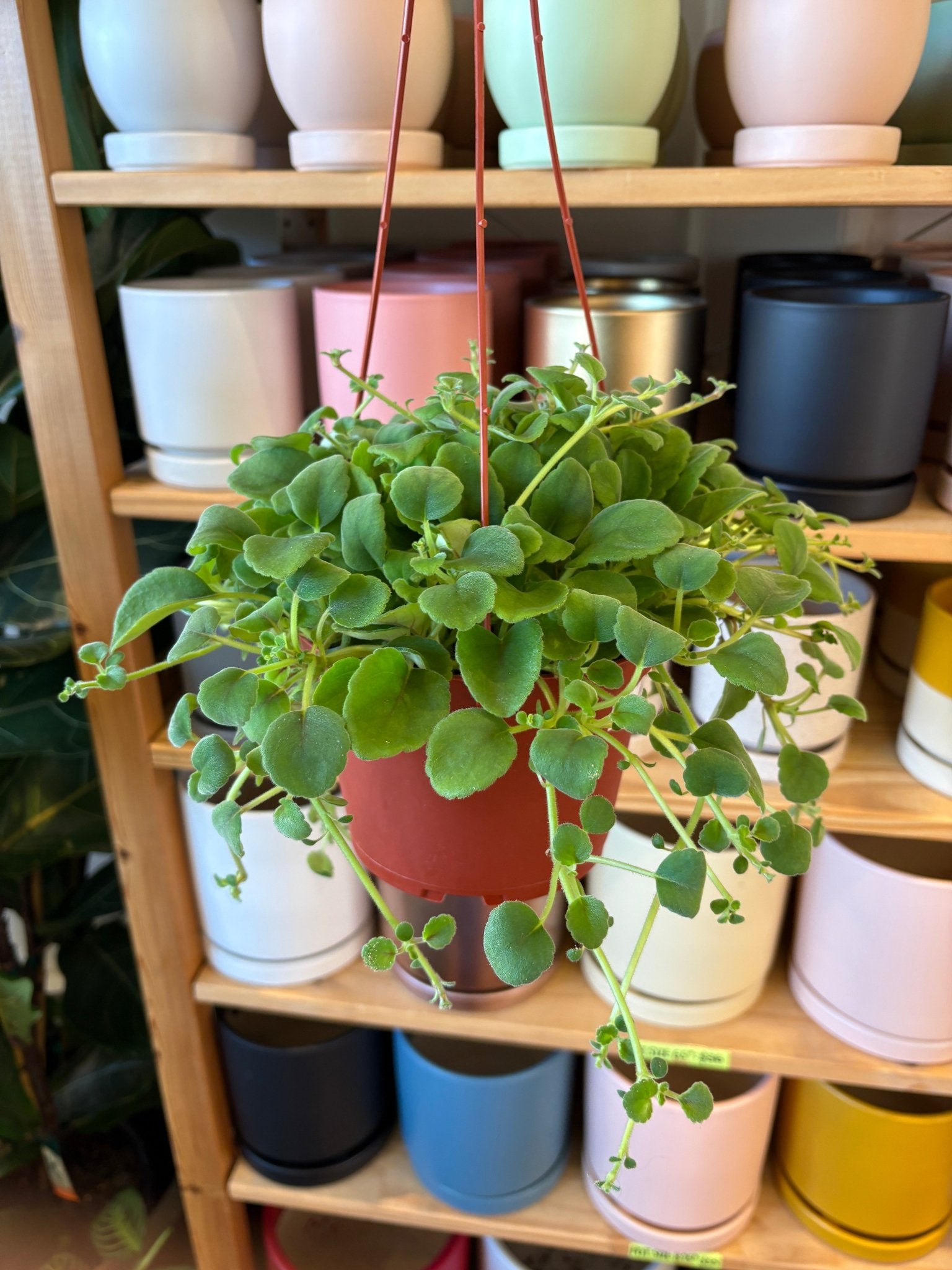 Alsobia dianthiflora (Lace Flower) - The Plant Lady SF