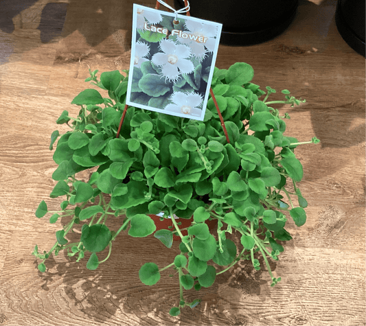 Alsobia dianthiflora (Lace Flower) - The Plant Lady SF