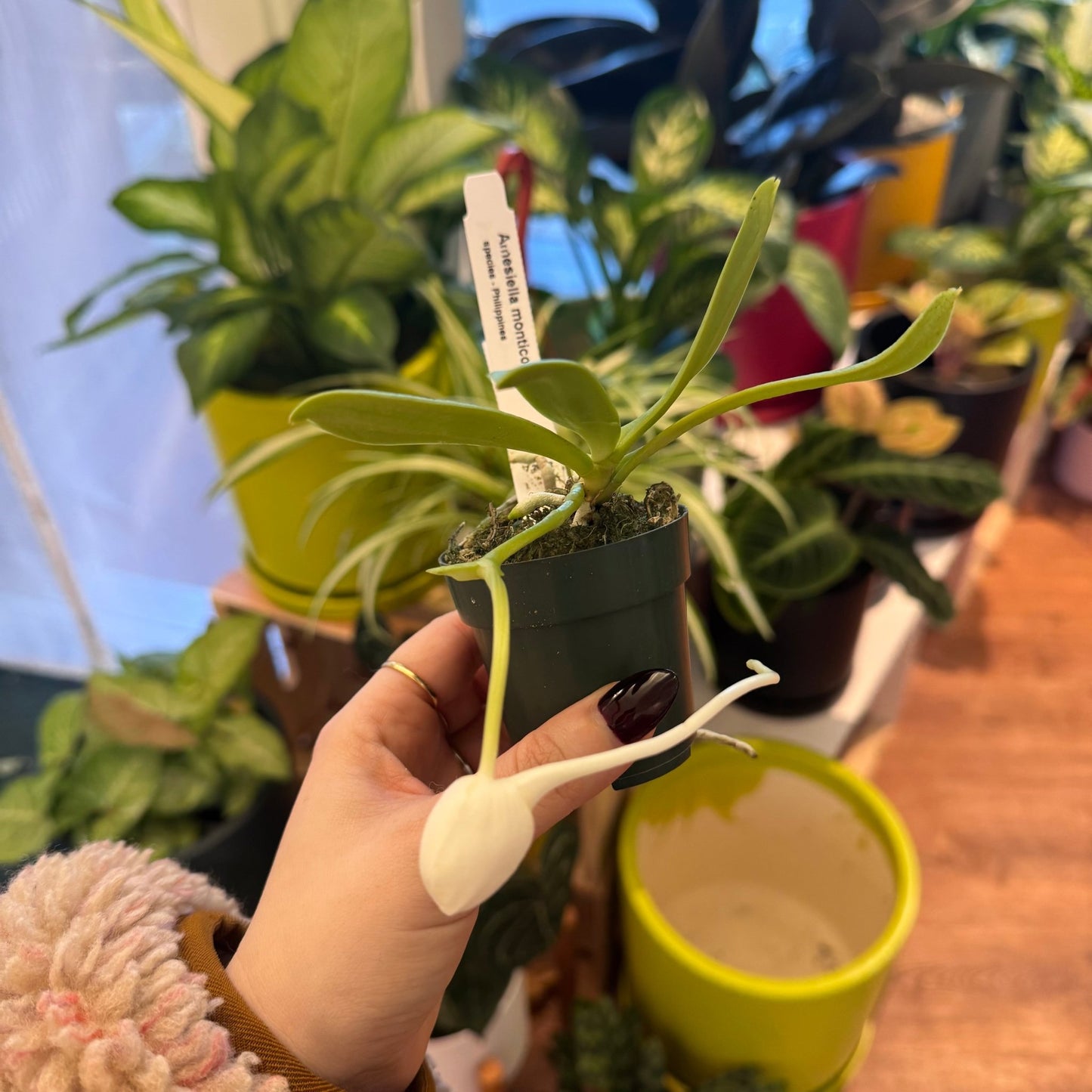 Amesiella monticola - The Plant Lady SF