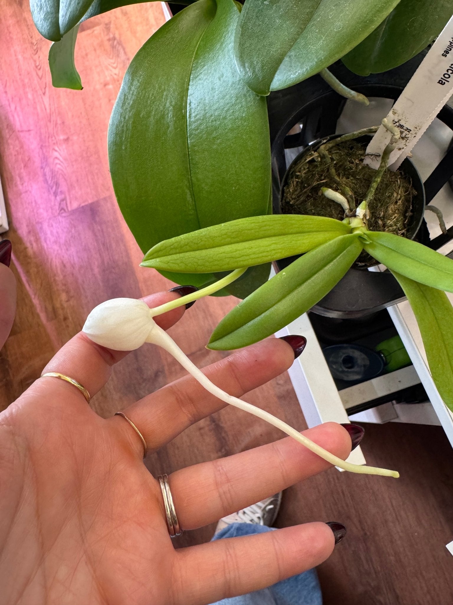 Amesiella monticola - The Plant Lady SF