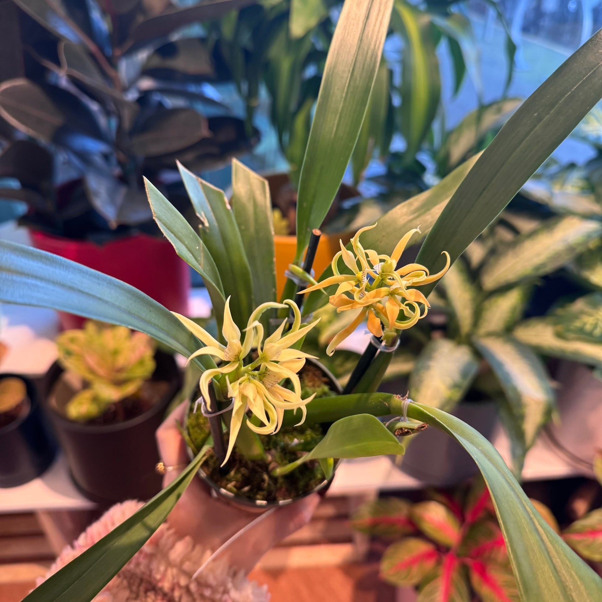 Anacheilium fragrans - The Plant Lady SF